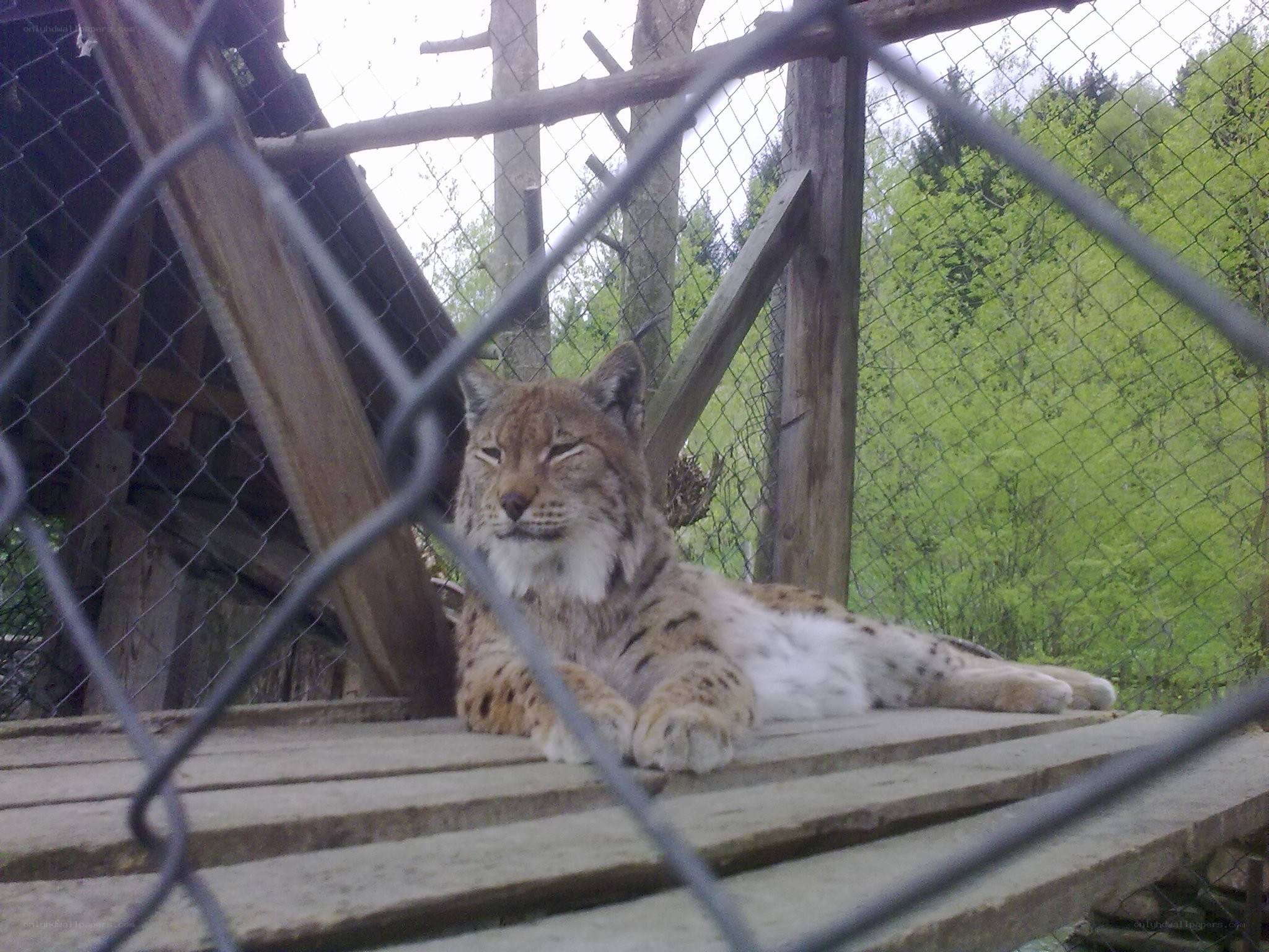 Lynx resting in enclosure