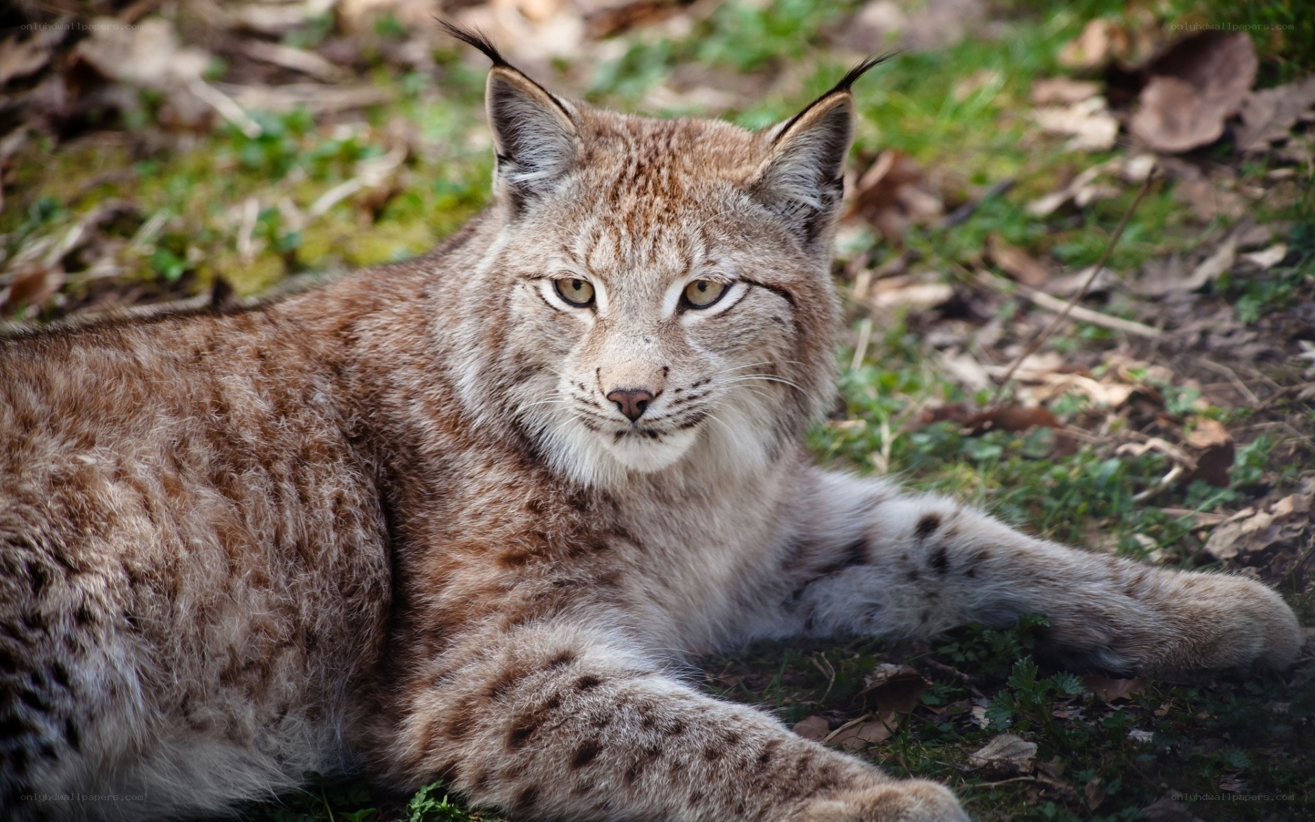 Lynx resting in forest