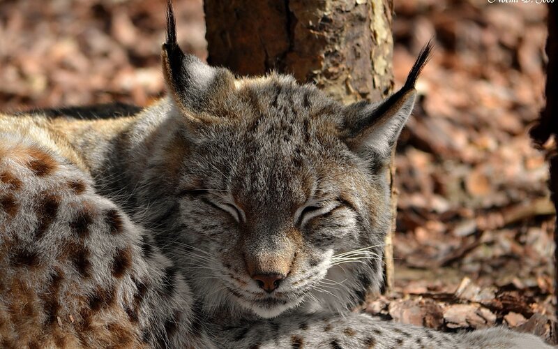 Lynx Resting in Forest — Brown