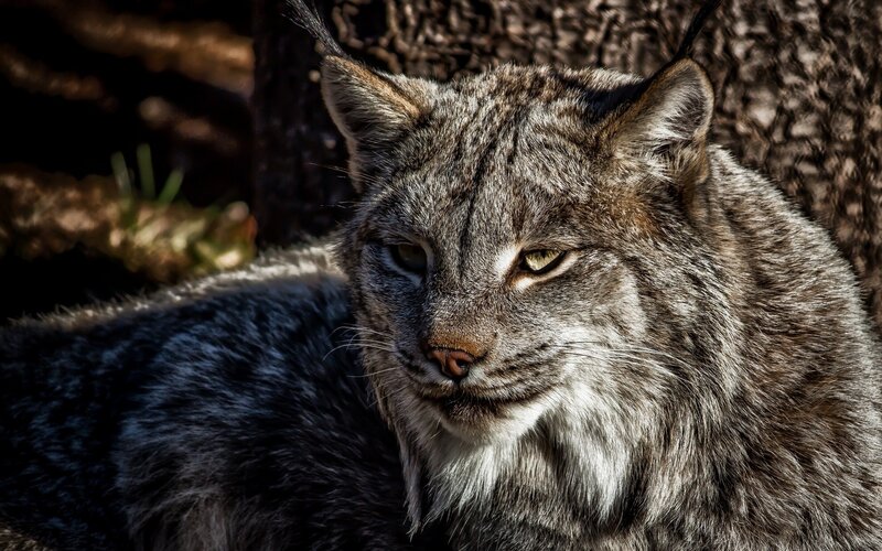 Lynx Resting in Forest — Gray
