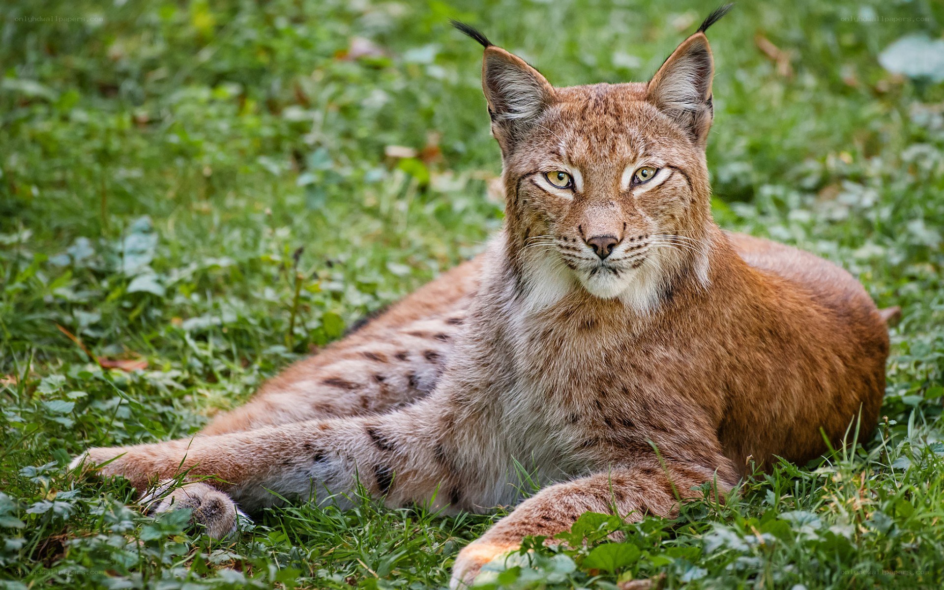 Lynx resting in grass