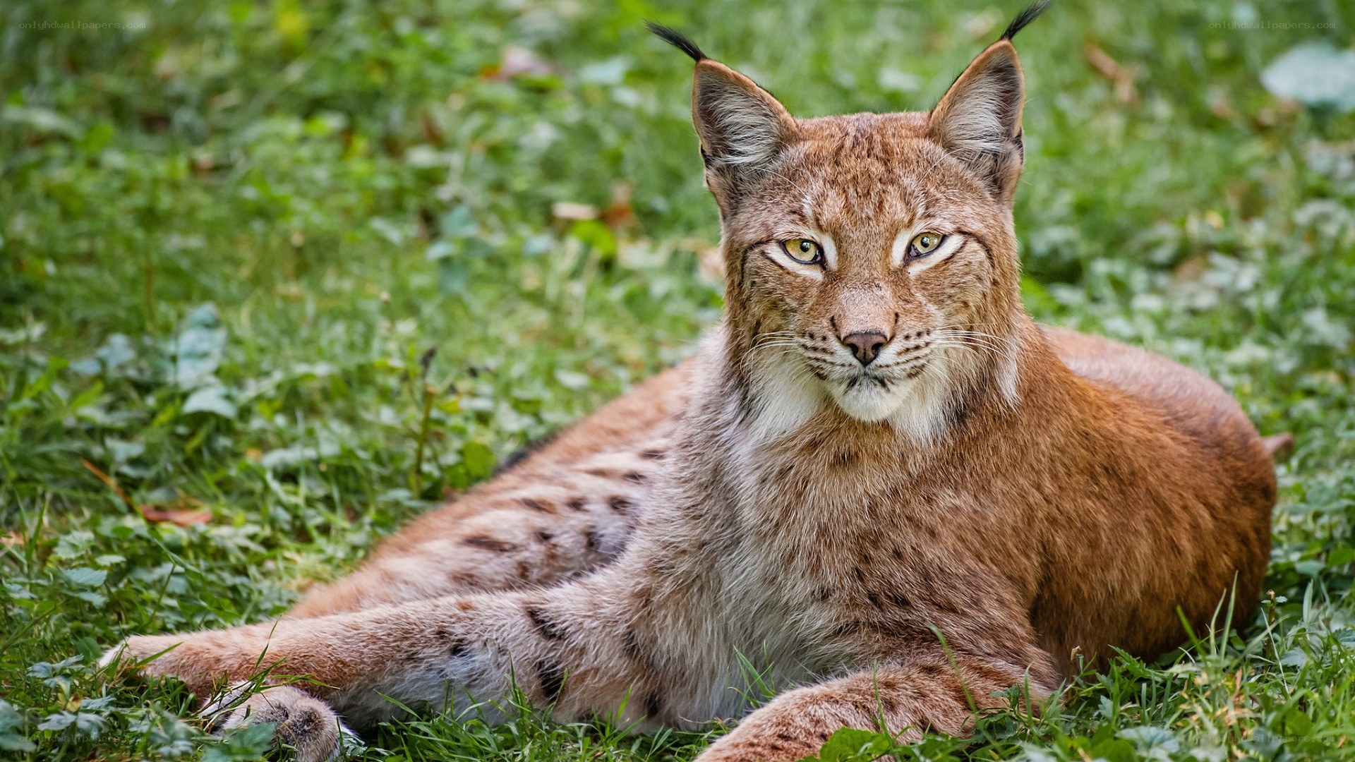 Lynx resting in grass