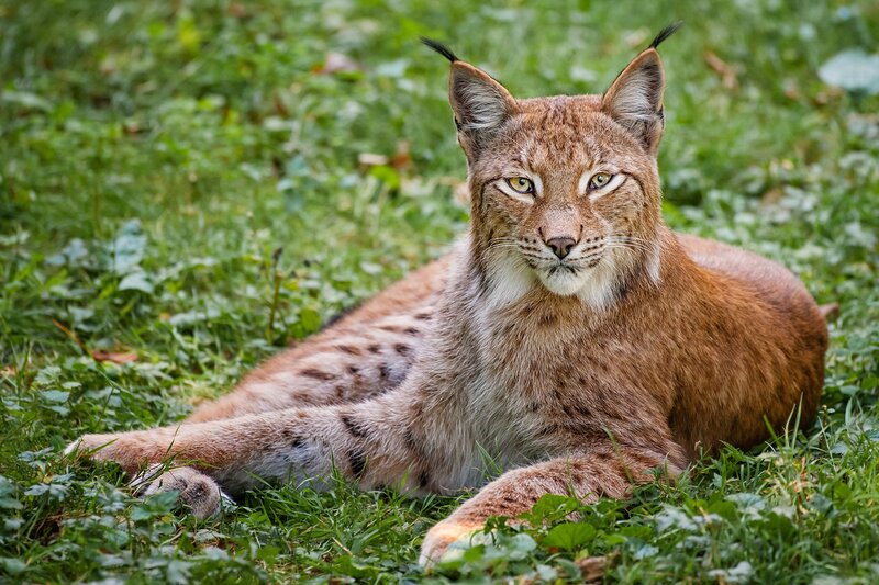 Lynx resting in grass