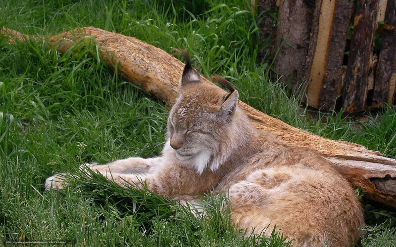 Lynx Resting in Grass — Green