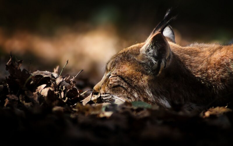 Lynx Resting in Leaves