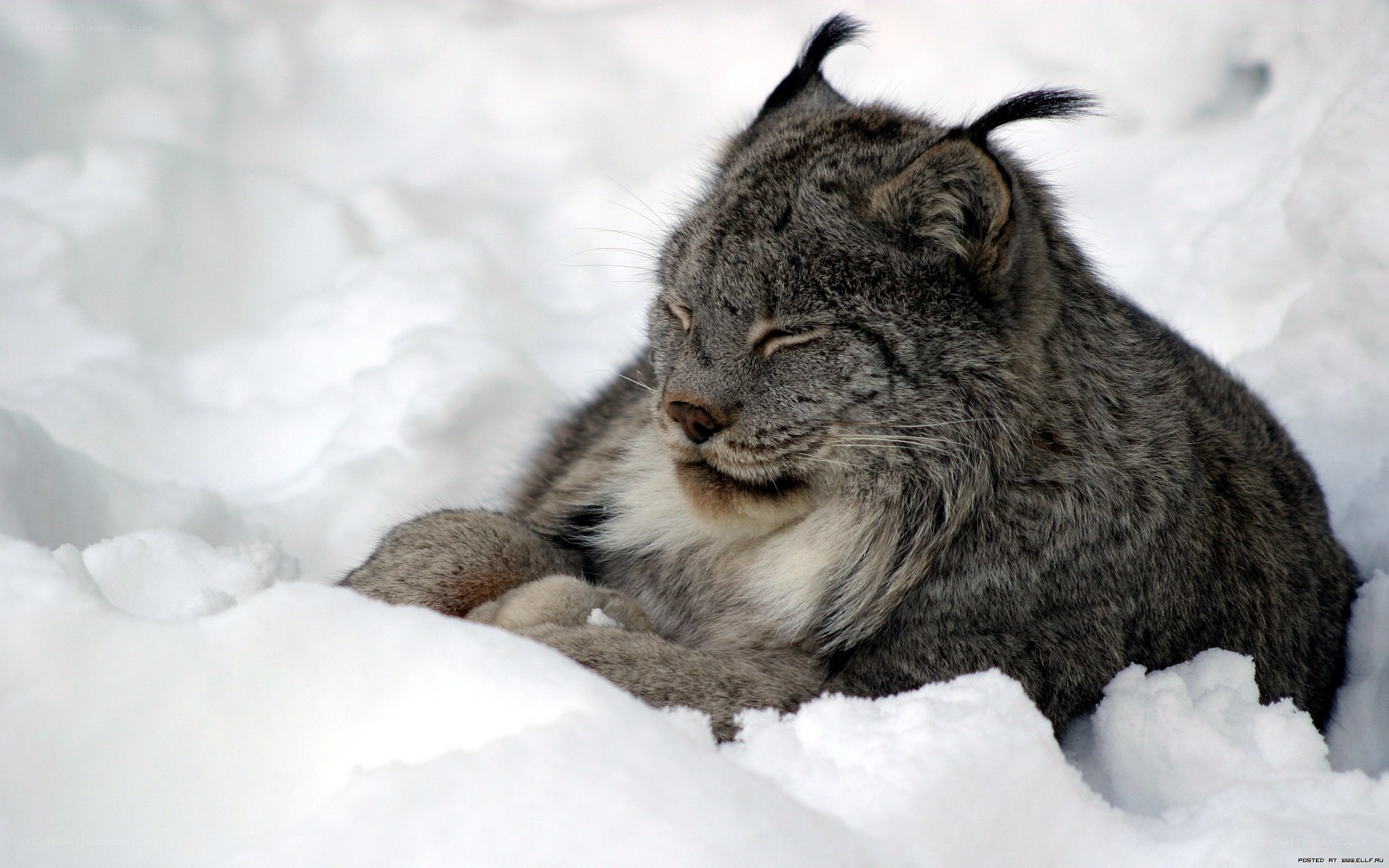 Lynx resting in snow