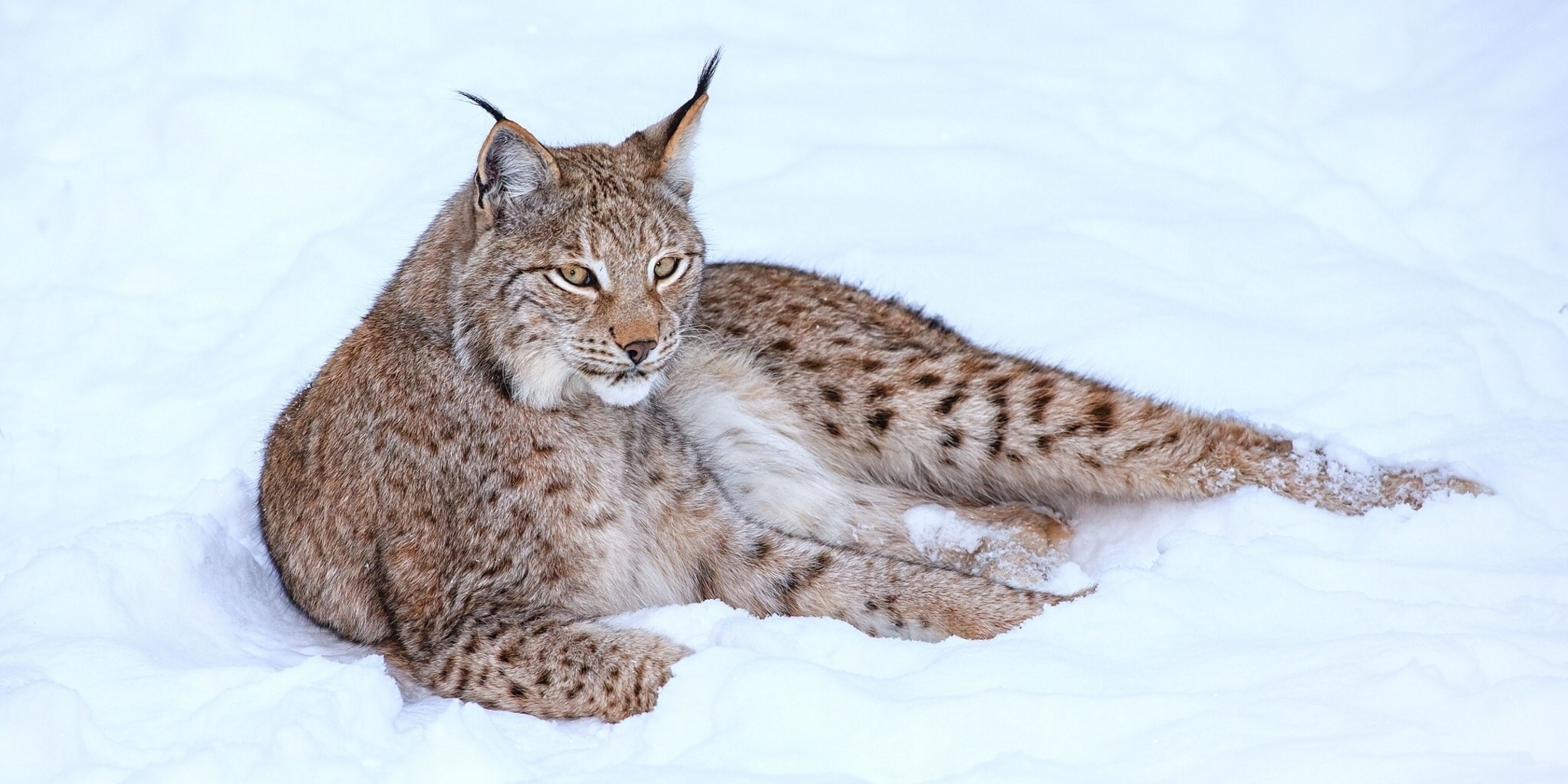 Lynx resting in snow
