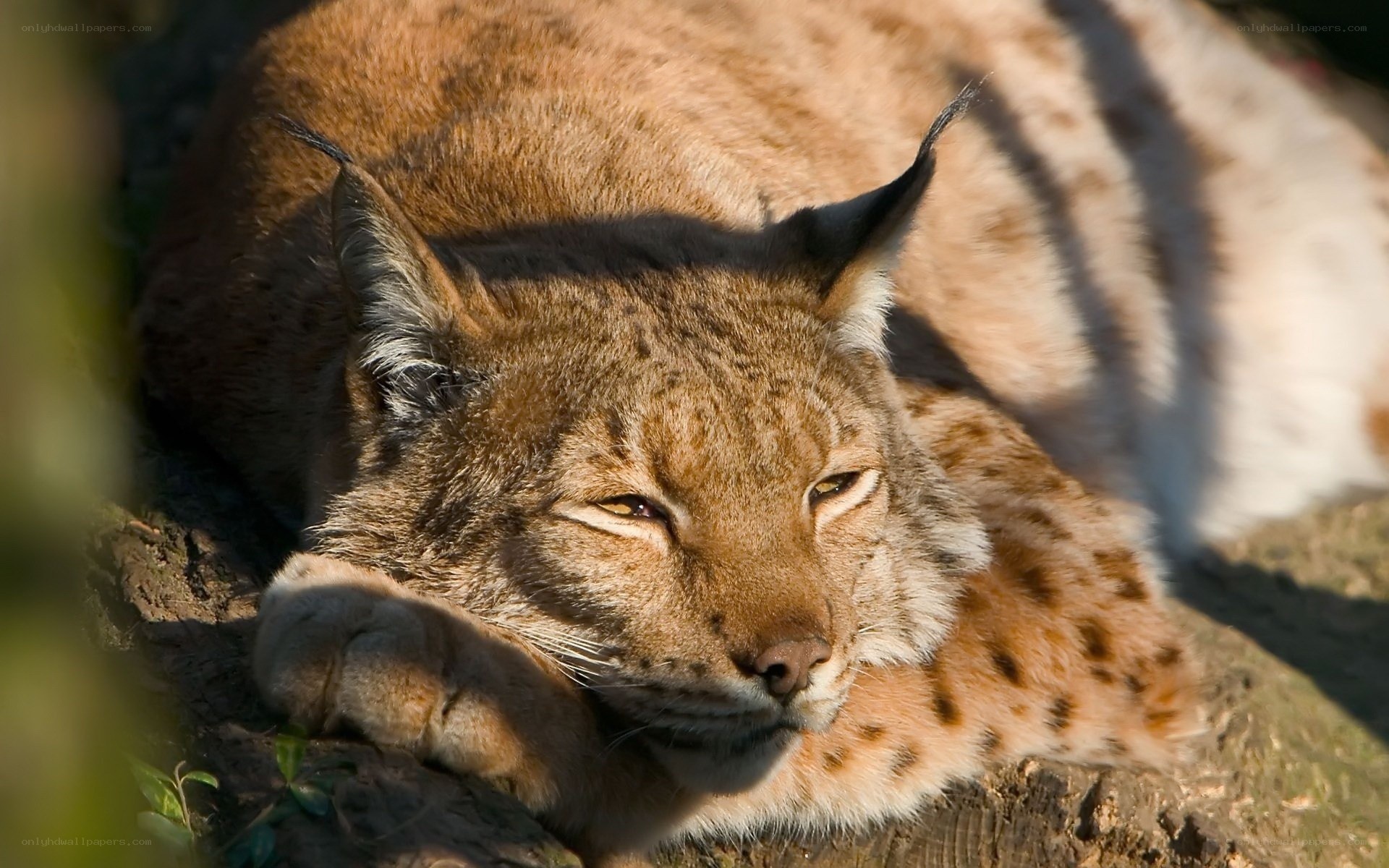 Lynx resting in sunlight