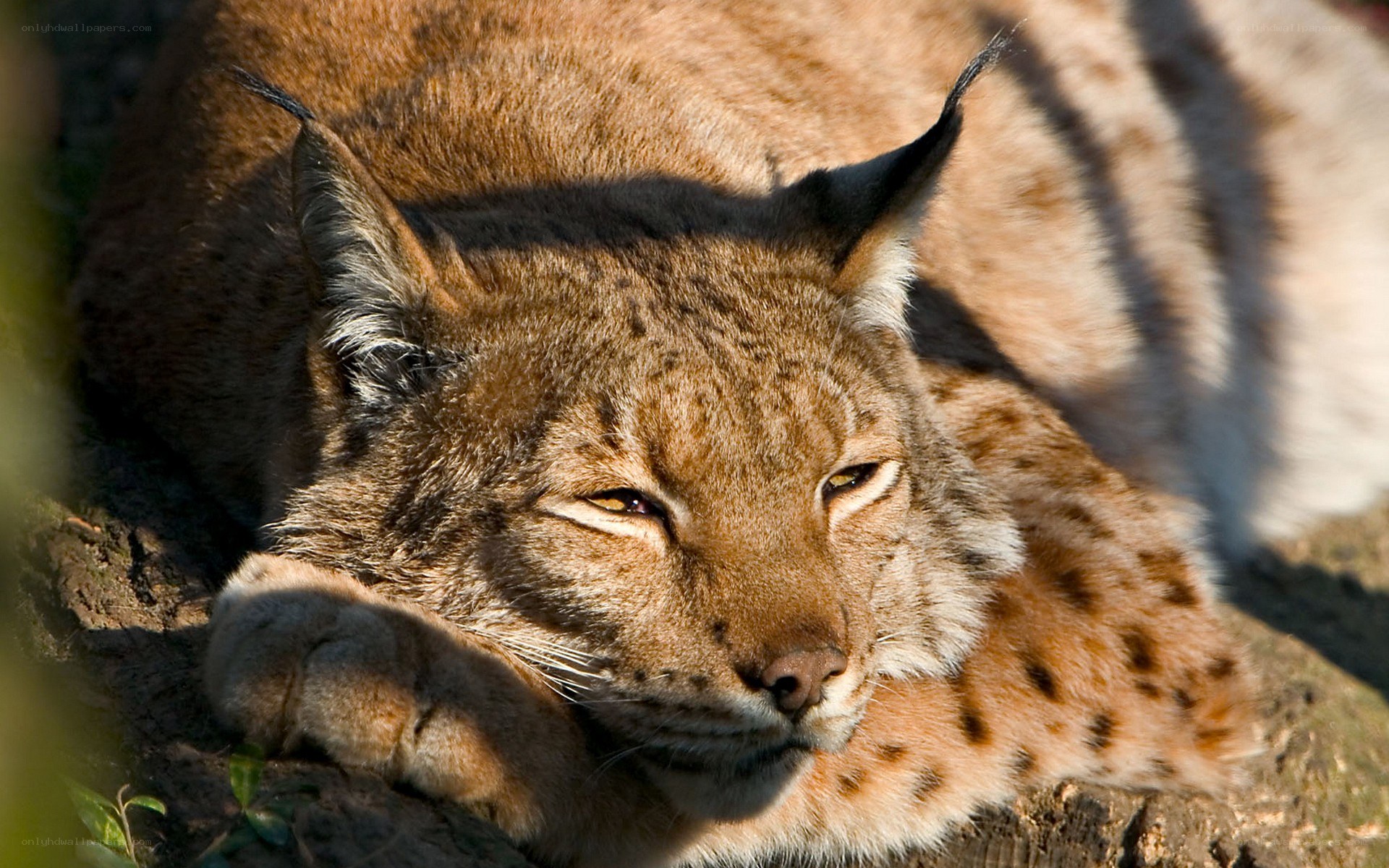 Lynx resting in sunlight