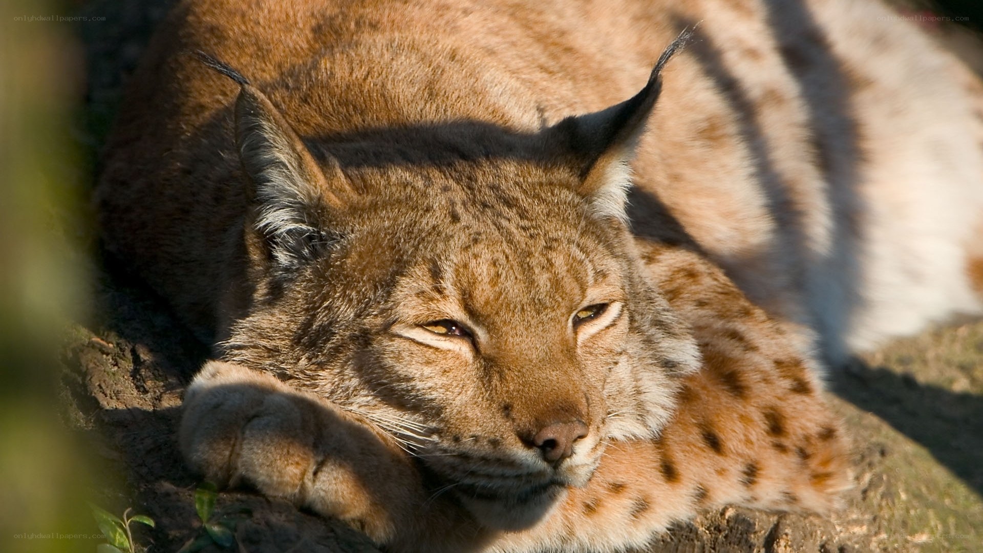Lynx resting in sunlight