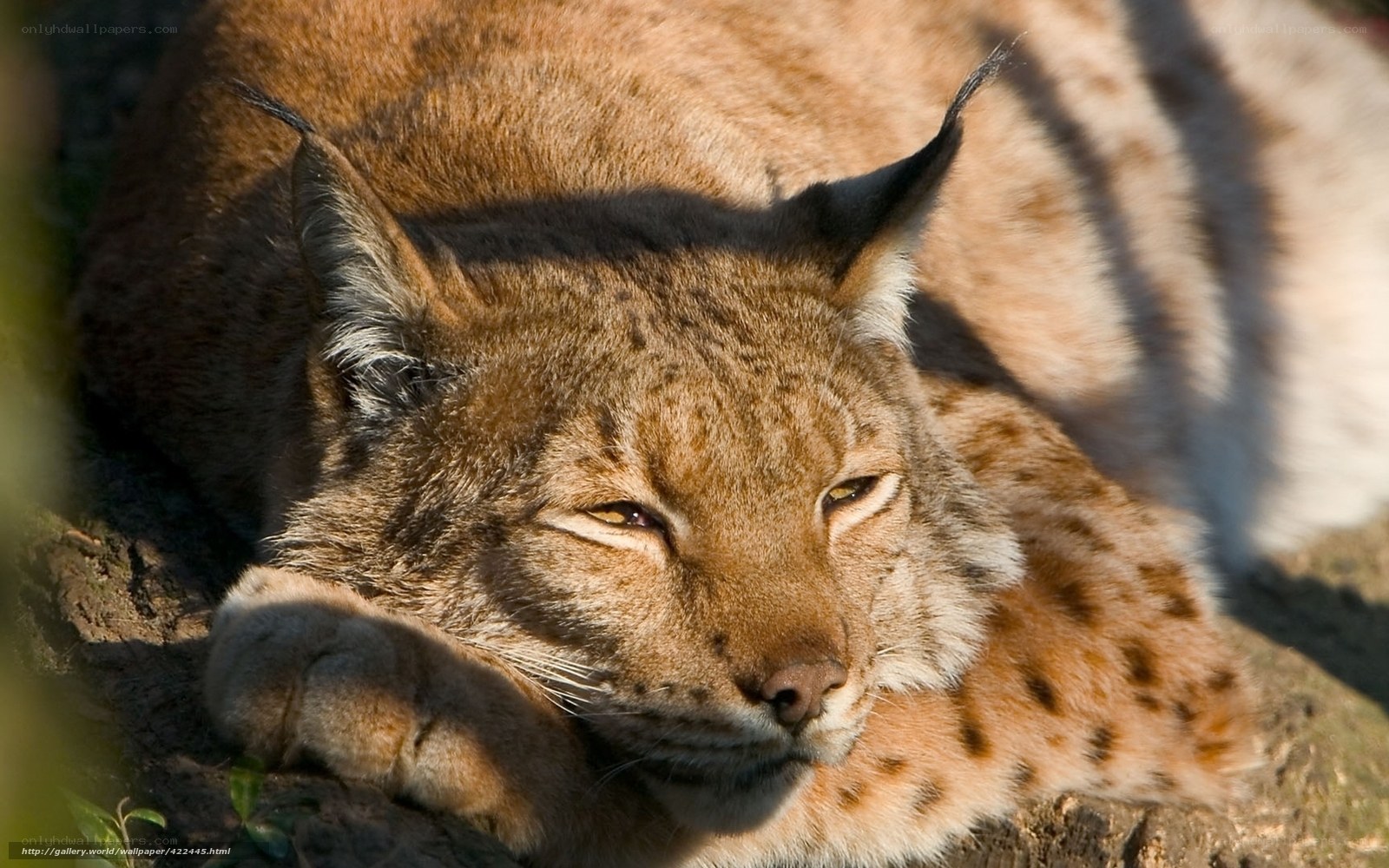 Lynx resting in sunlight