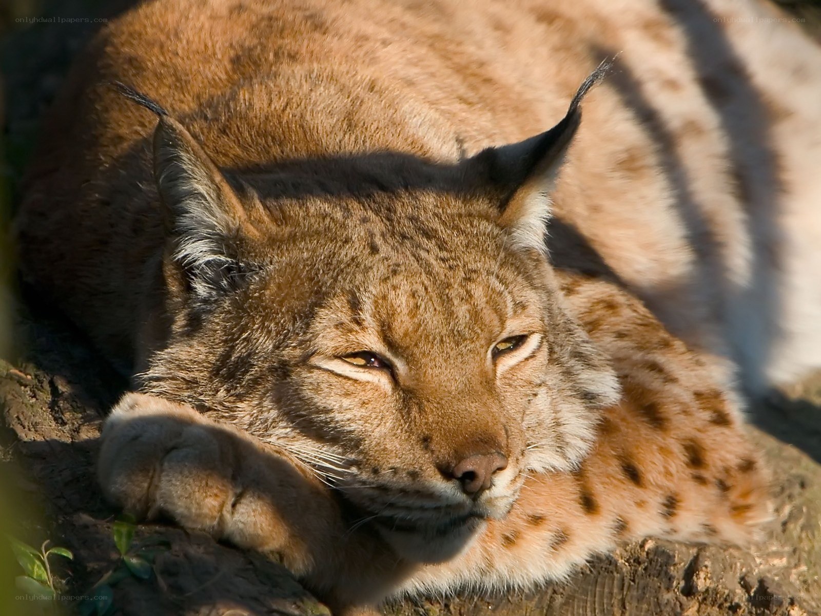 Lynx resting in sunlight