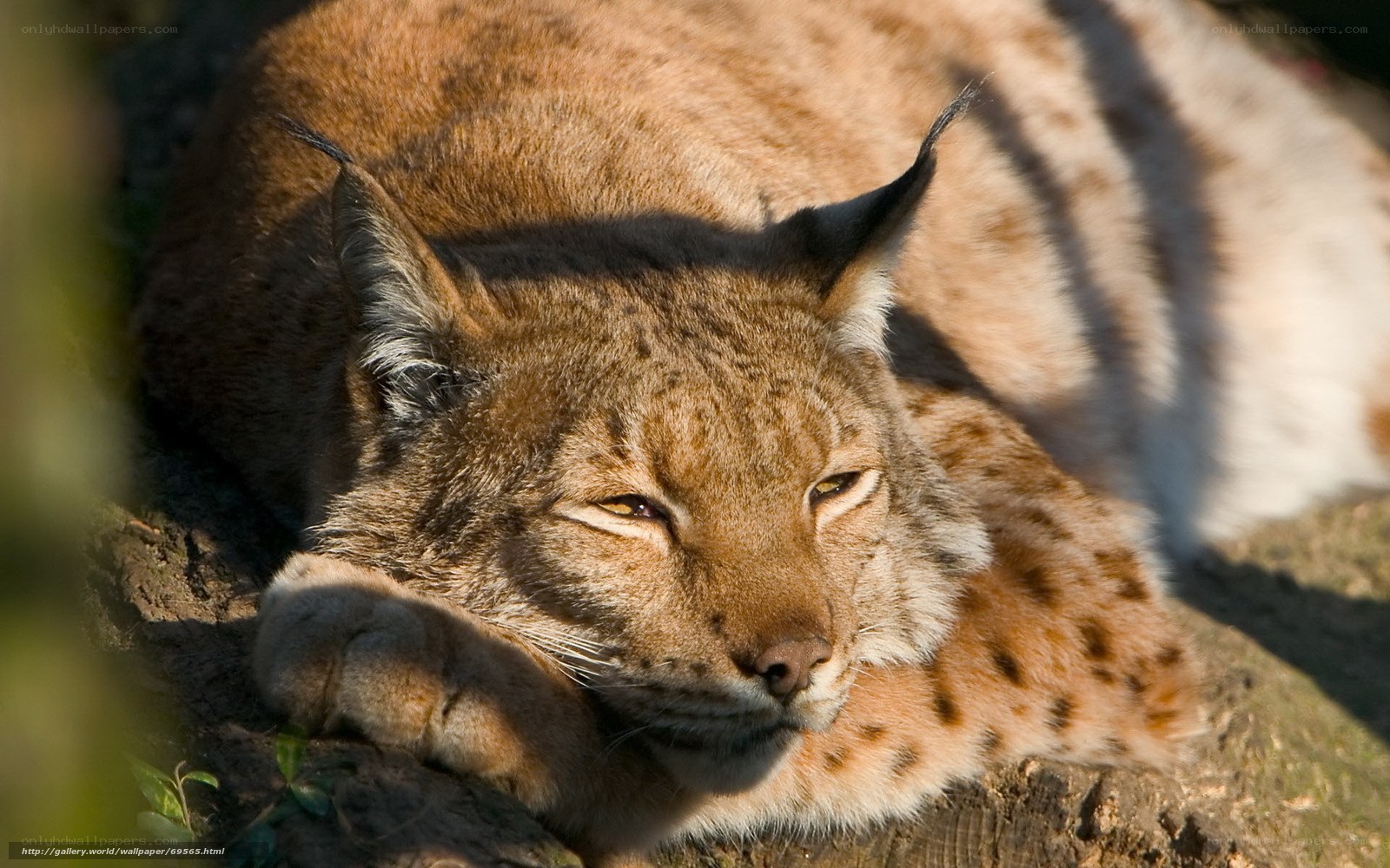 Lynx resting in sunlight