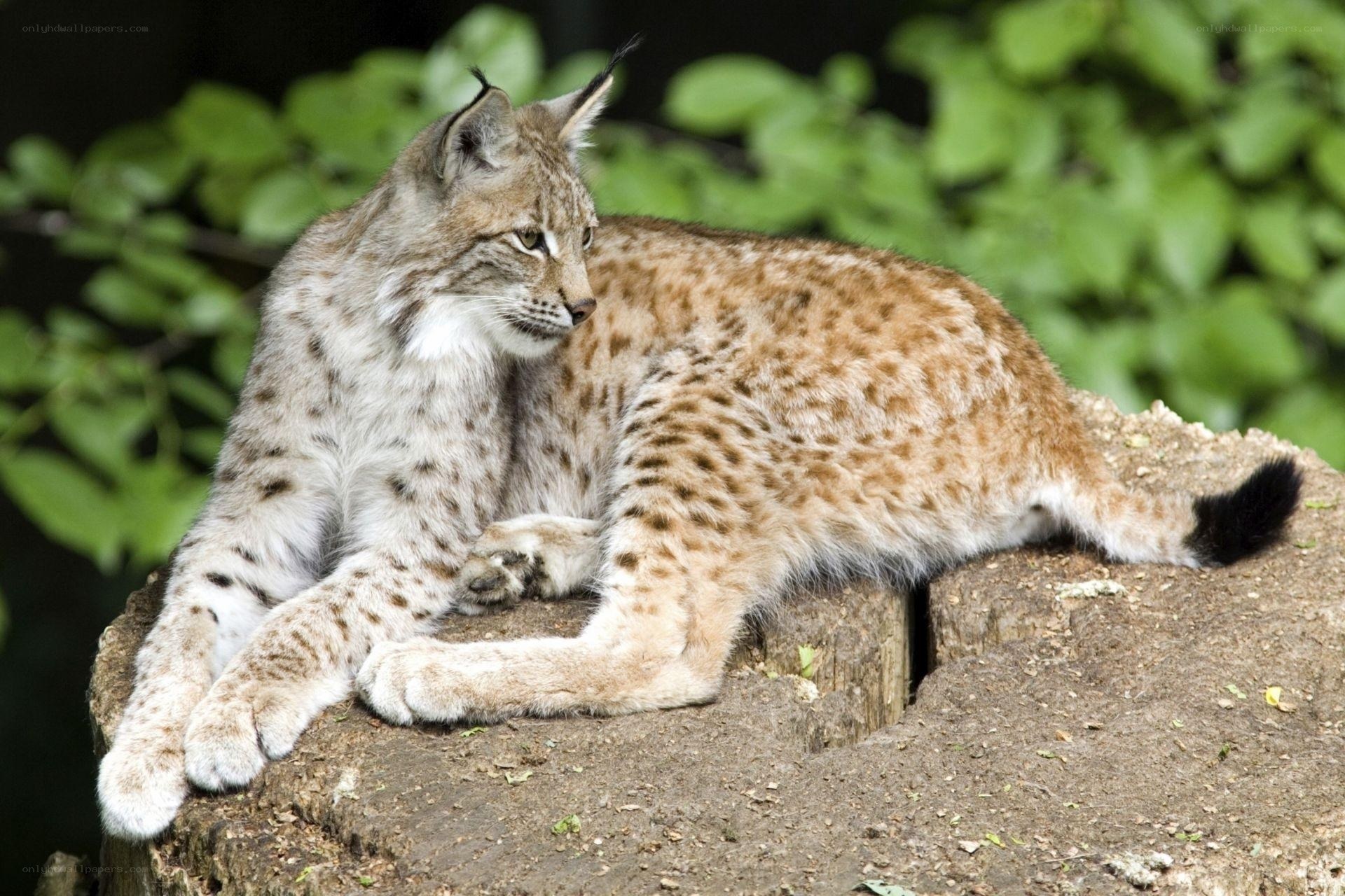 Lynx resting on a log