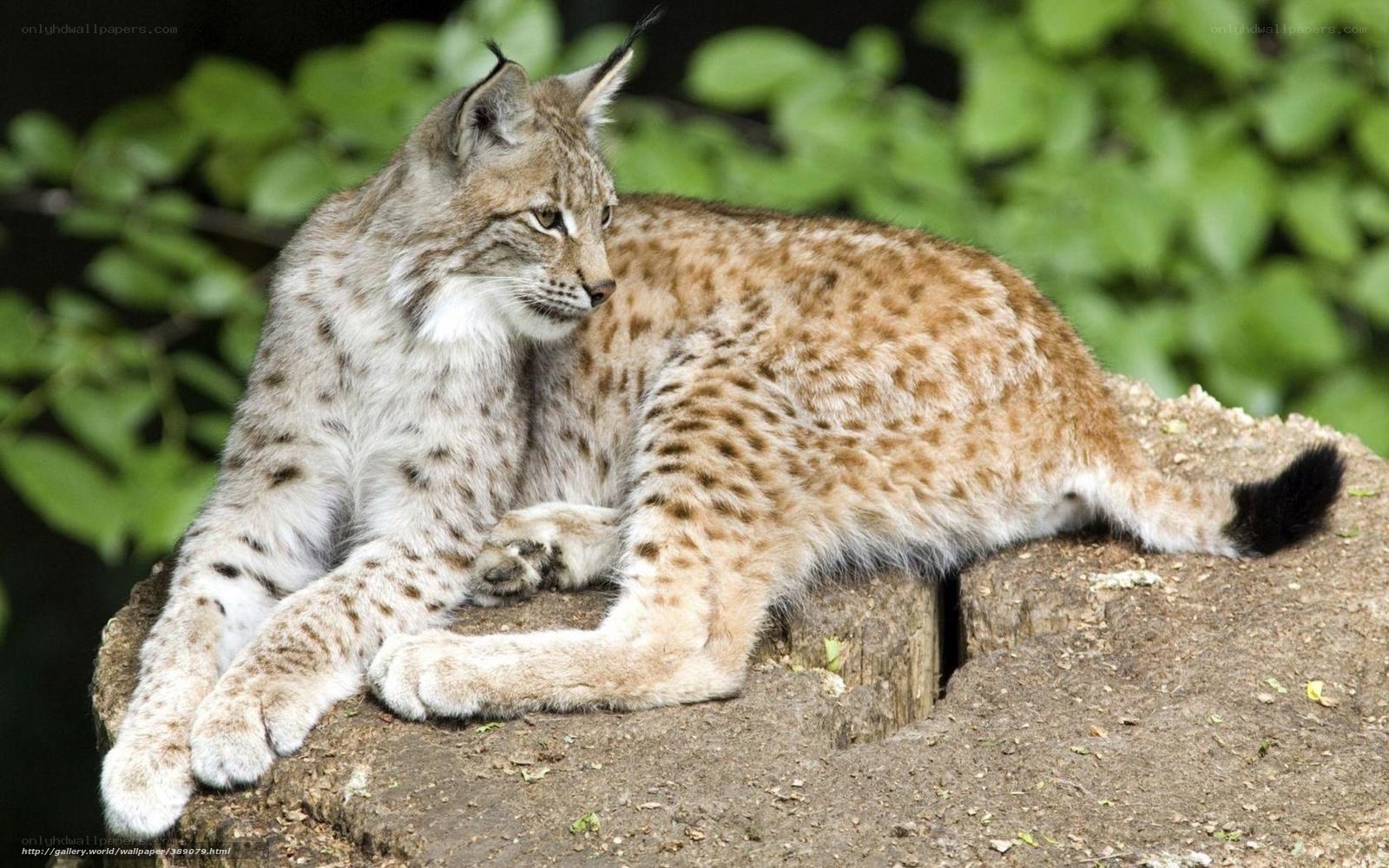 Lynx resting on a log