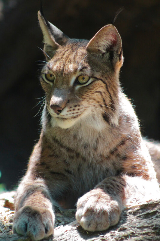 Lynx resting on a log