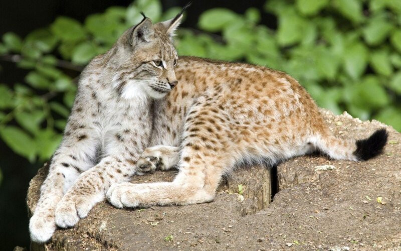 Lynx resting on a log