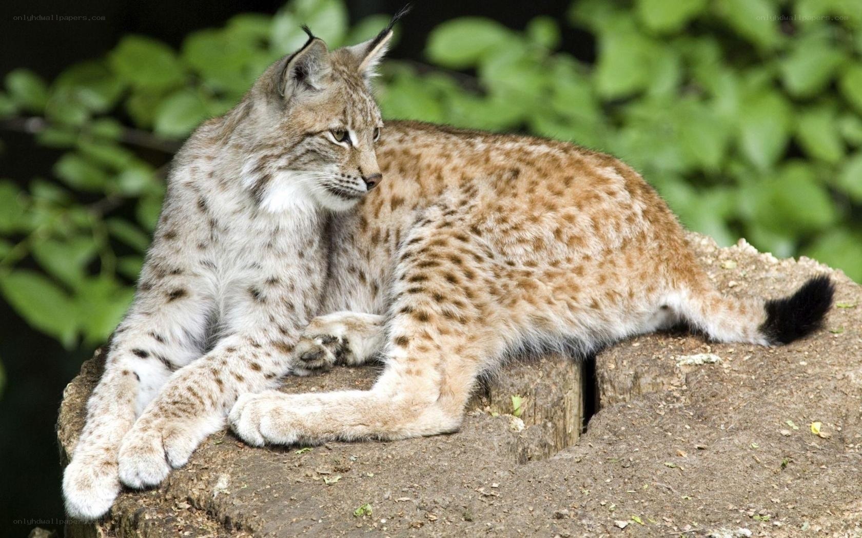 Lynx resting on a log