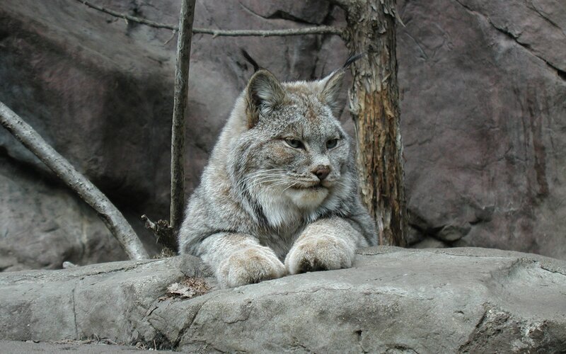Lynx resting on a rock