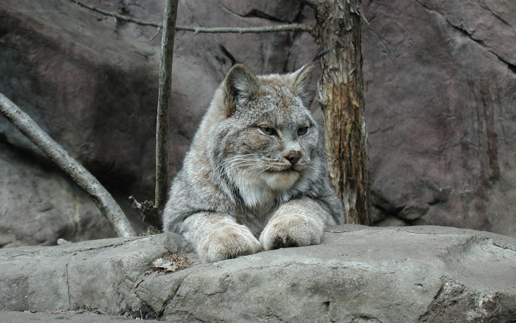 Lynx resting on a rock