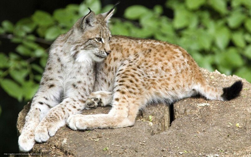 Lynx Resting on Rock — Brown, Calm, Afternoon, Photograph, Leaves