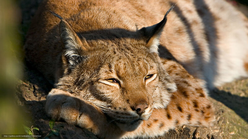 Lynx Resting on Rock — Brown, Calm, Afternoon