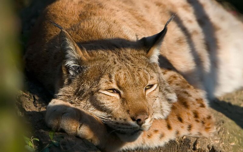 Lynx Resting on Rock — Brown