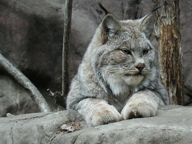 Lynx Resting on Rock — Gray