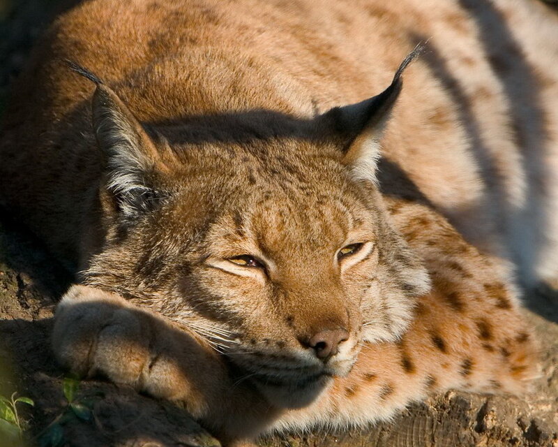 Lynx Resting on Rock
