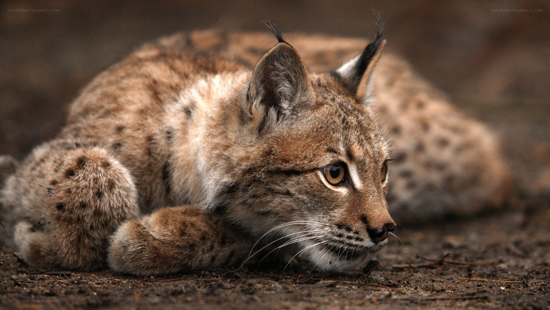 lynx resting on the ground