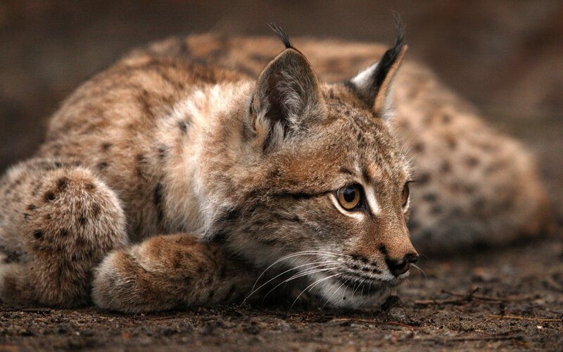 lynx resting on the ground