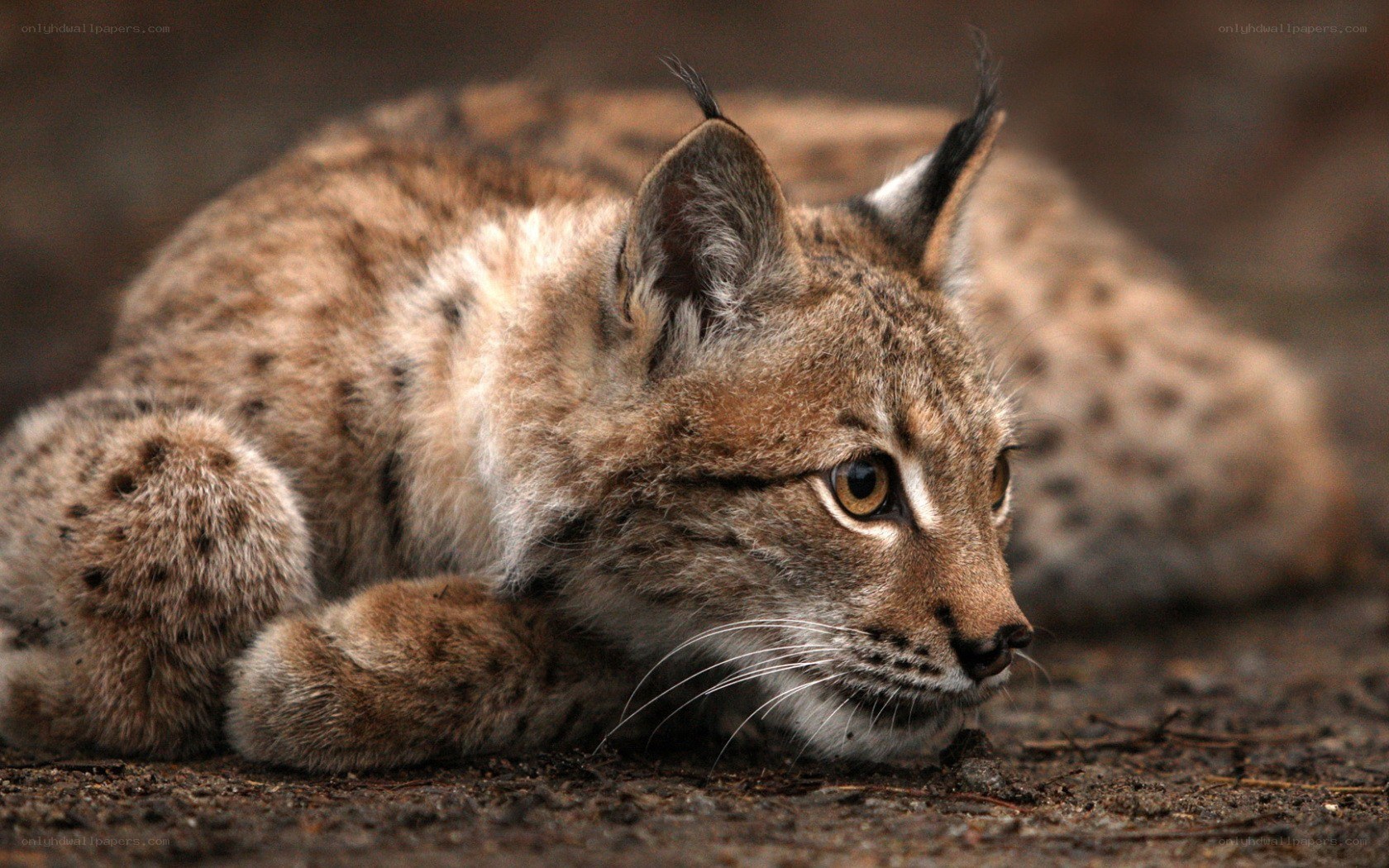 lynx resting on the ground