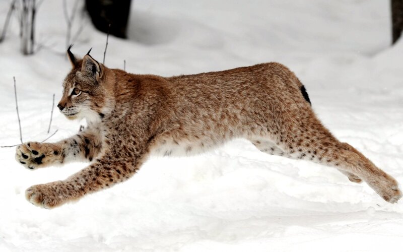 Lynx running in snow