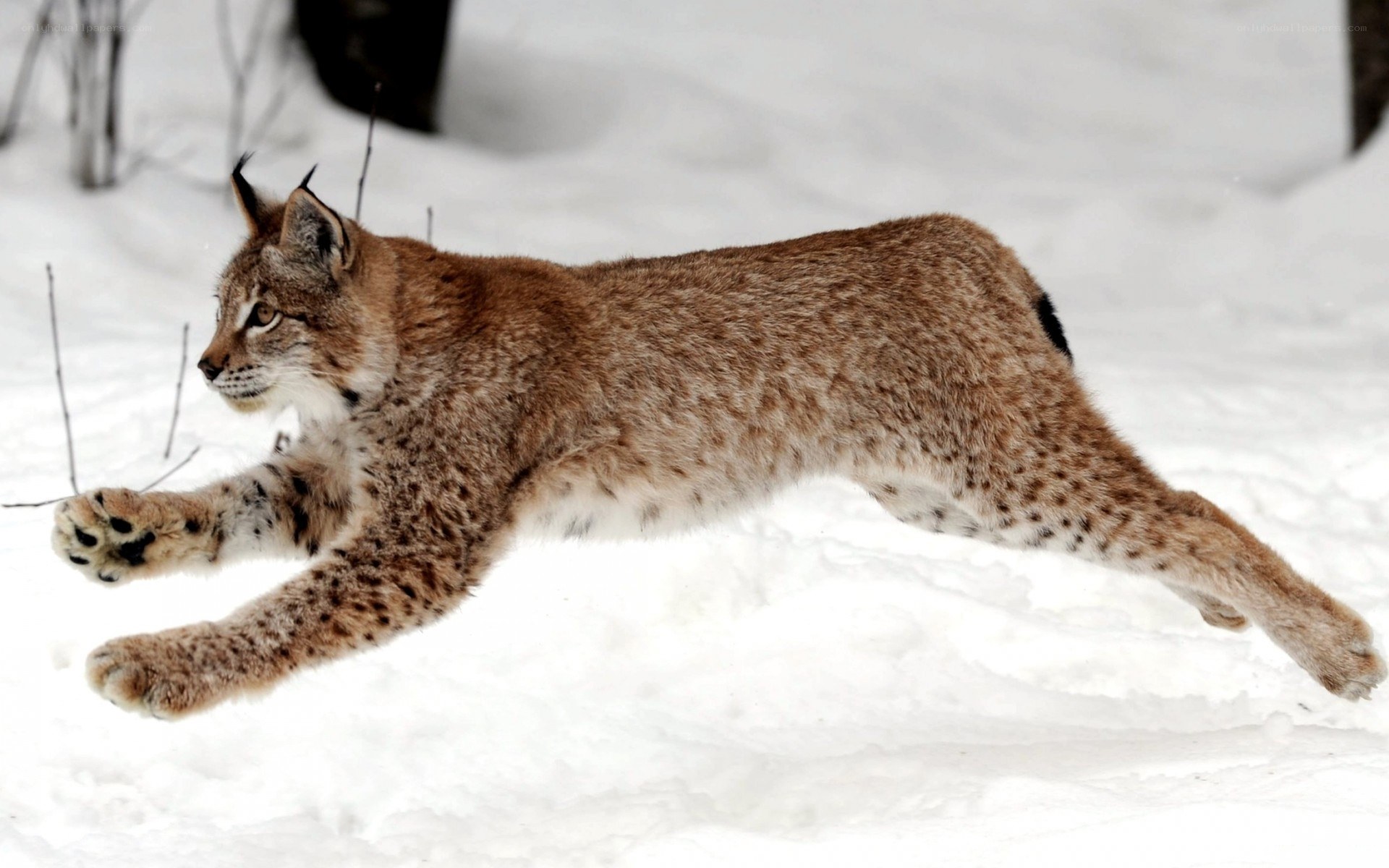Lynx running in snow