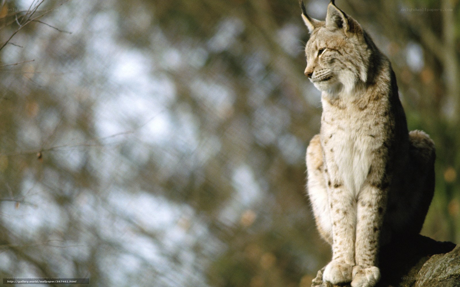 Lynx sitting on a rock