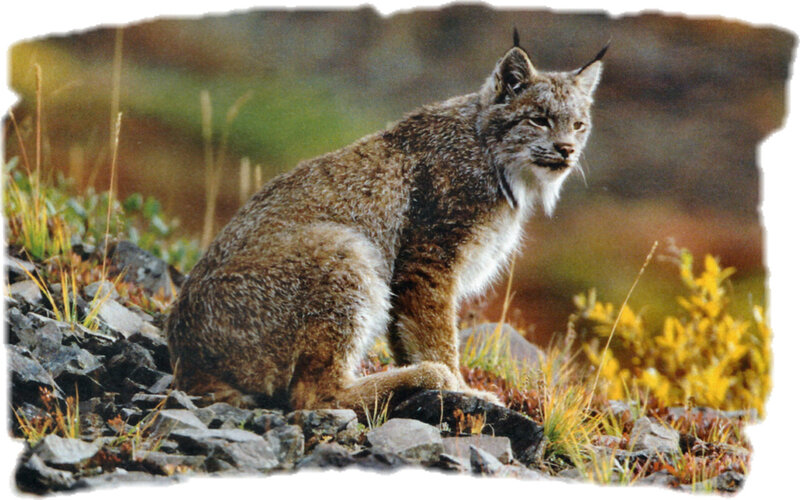 Lynx Sitting on Rocks
