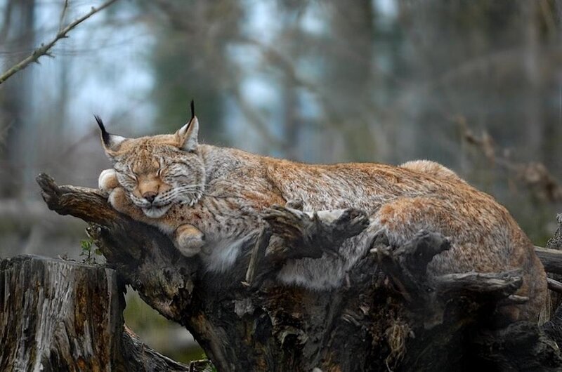 Lynx Sleeping on Log