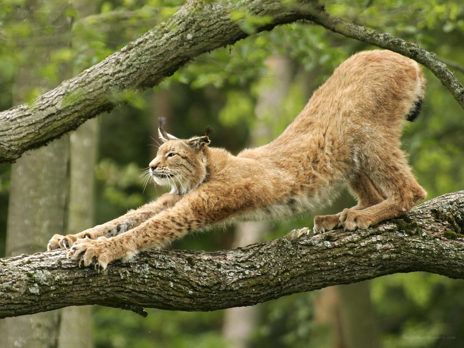 Lynx stretching on a tree branch