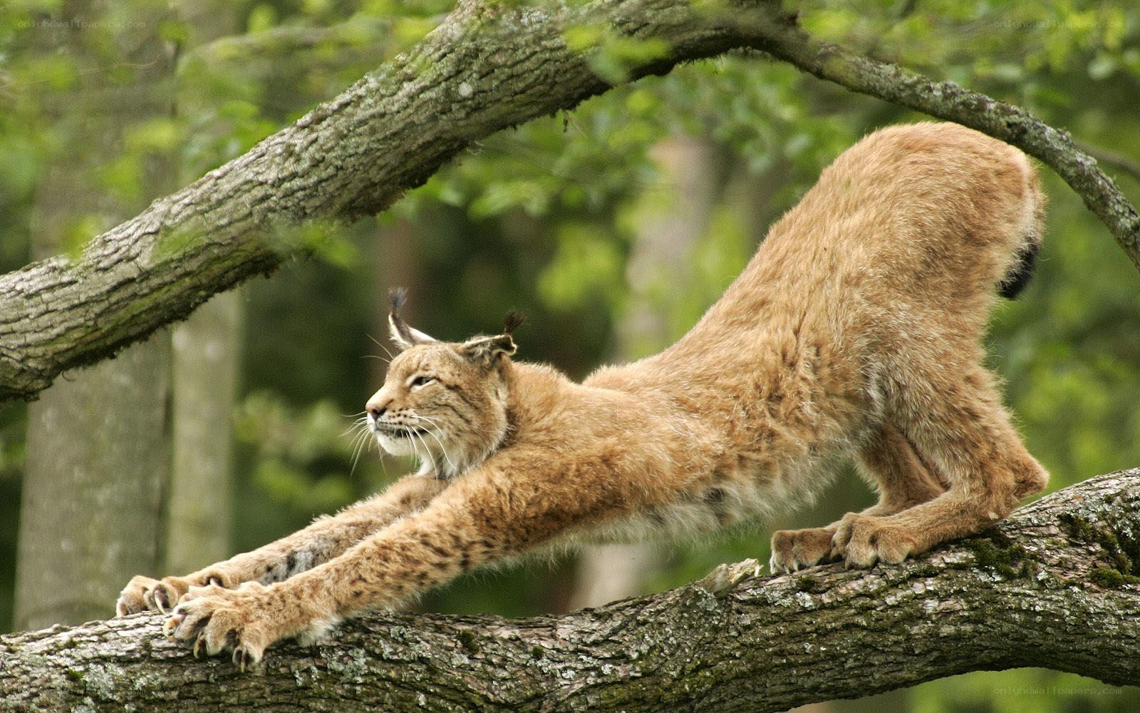 Lynx stretching on a tree branch
