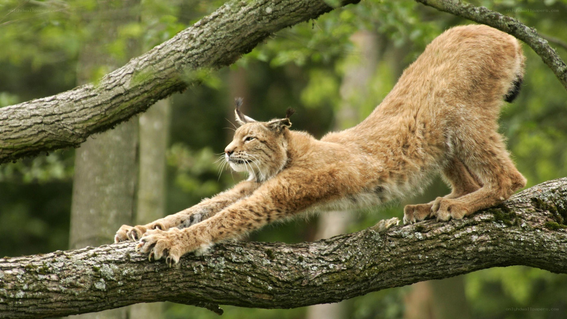 Lynx stretching on a tree branch