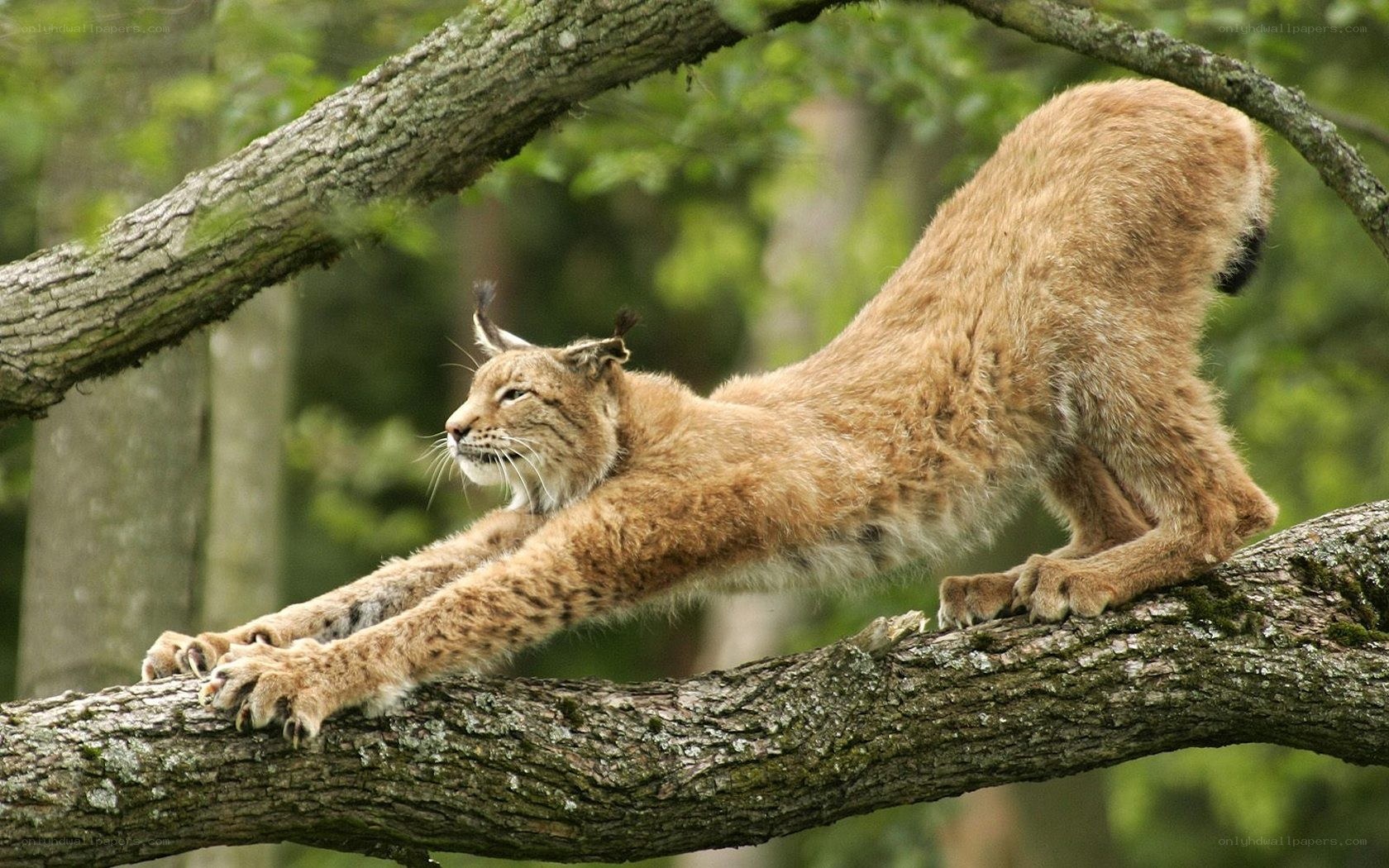Lynx stretching on a tree branch