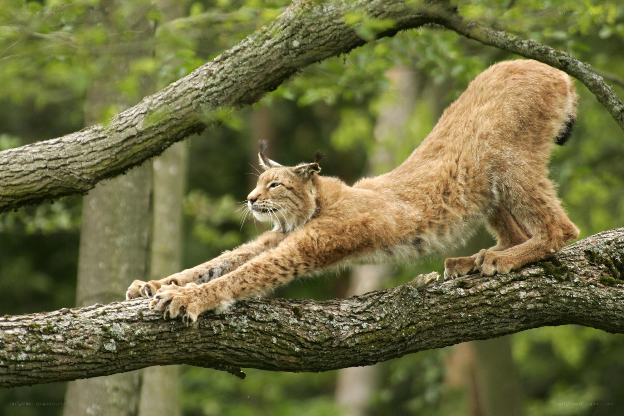 Lynx stretching on a tree branch