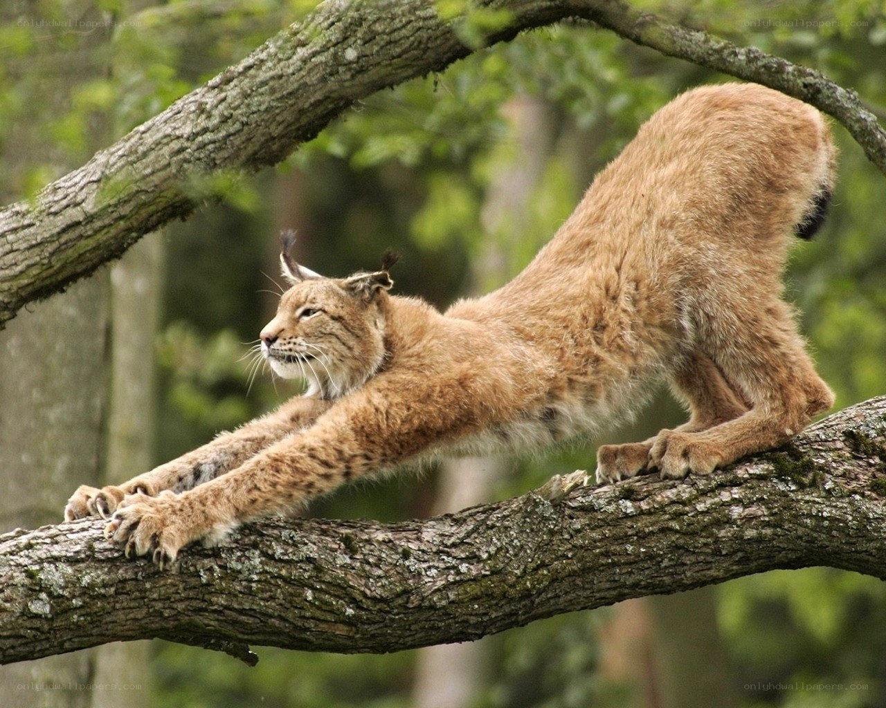 Lynx stretching on a tree branch
