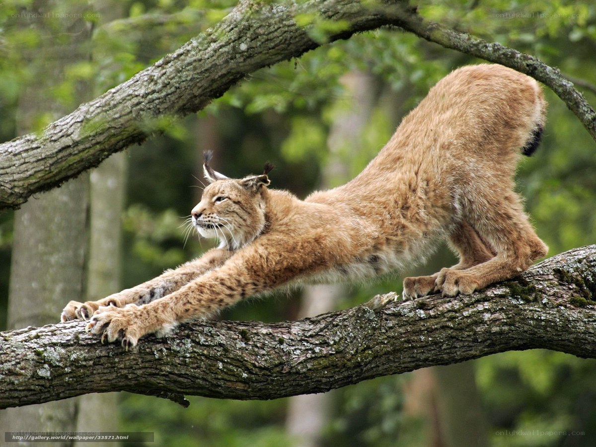 Lynx stretching on a tree branch
