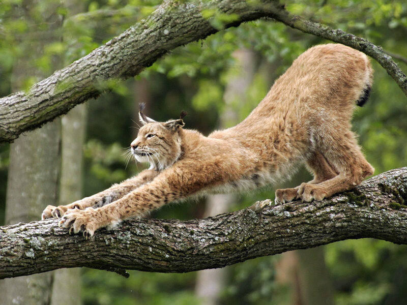 Lynx Stretching on Branch