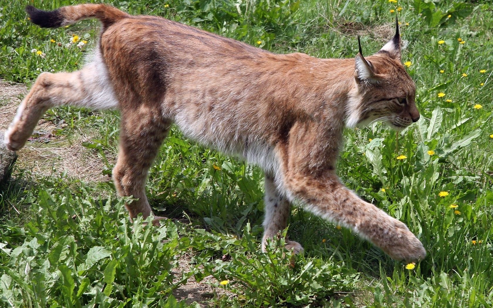 Lynx walking in a meadow