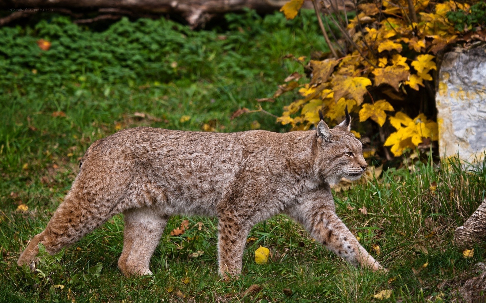Lynx walking in autumn forest