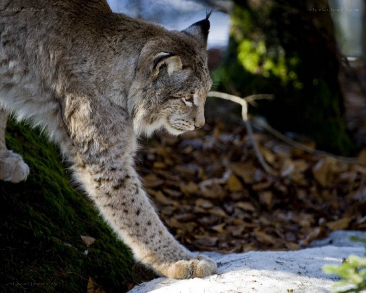 Lynx walking in forest