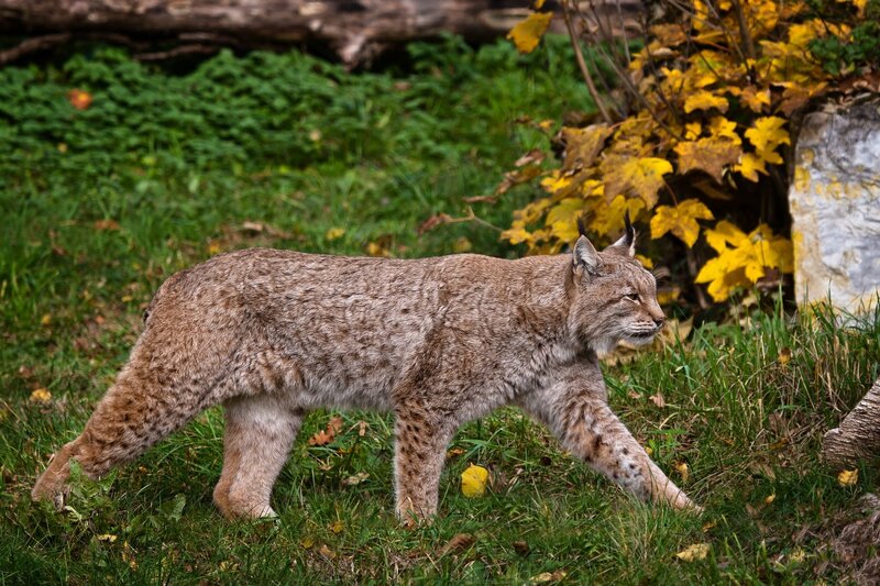 Lynx Walking in Grass