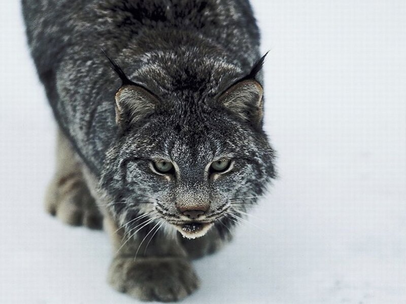 Lynx Walking in Snow — Gray